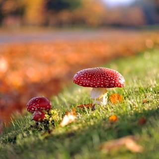 Mushroom autumn wallpaper