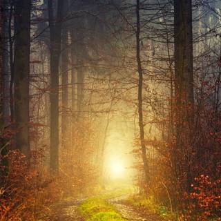 Autumn 4480x2520 wallpaper