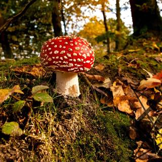 Mushroom autumn wallpaper