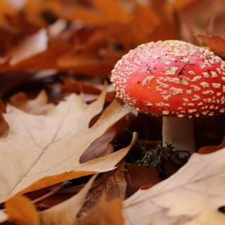 Mushroom autumn wallpaper