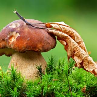 Mushroom autumn wallpaper