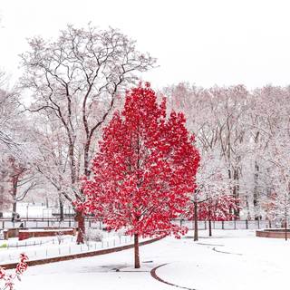 Autumn 4480x2520 wallpaper