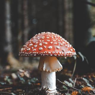 Mushroom autumn wallpaper
