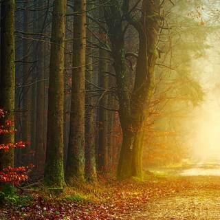 Autumn 4480x2520 wallpaper