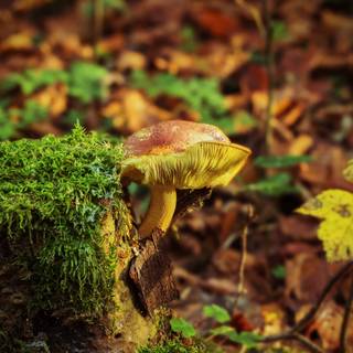 Mushroom autumn wallpaper