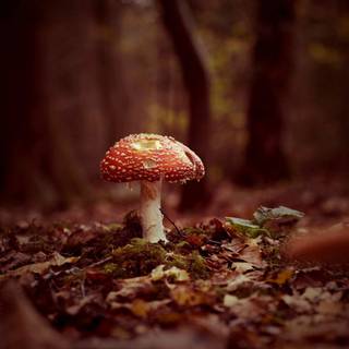 Mushroom autumn wallpaper