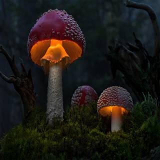 Mushroom autumn wallpaper
