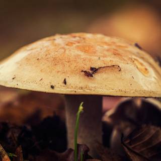Mushroom autumn wallpaper