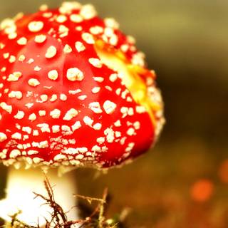 Mushroom autumn wallpaper