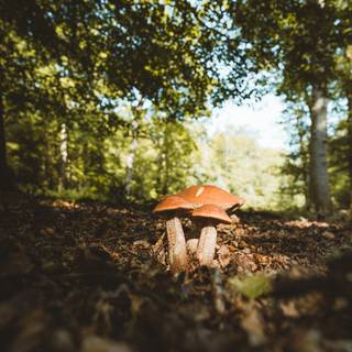 Mushroom autumn wallpaper