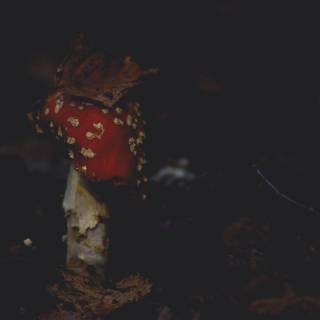 Mushroom autumn wallpaper