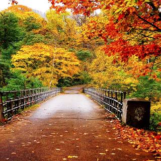 Beginning autumn wallpaper