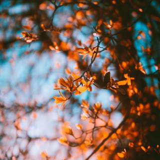 Beginning autumn wallpaper