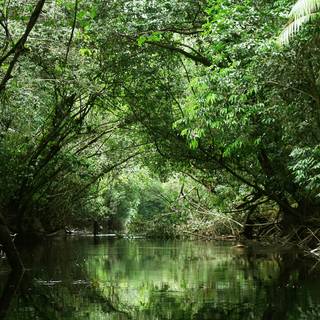 French Guiana wallpaper