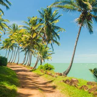 French Guiana wallpaper