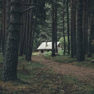 Forest cottage wallpaper