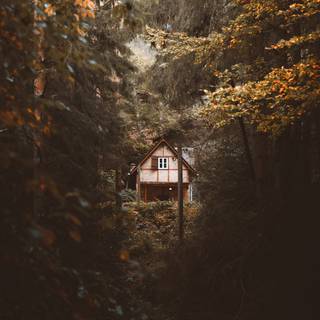 Forest cottage wallpaper
