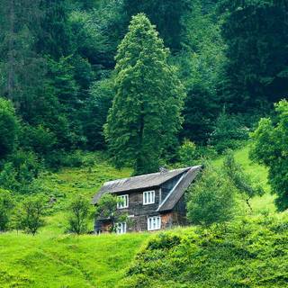 Forest cottage wallpaper