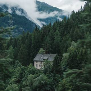 Forest cottage wallpaper