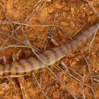 Broad-banded sand-swimmer wallpaper