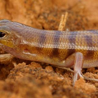 Broad-banded sand-swimmer wallpaper