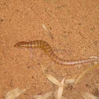 Broad-banded sand-swimmer wallpaper