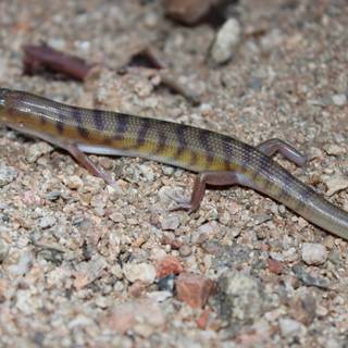 Broad-banded sand-swimmer wallpaper