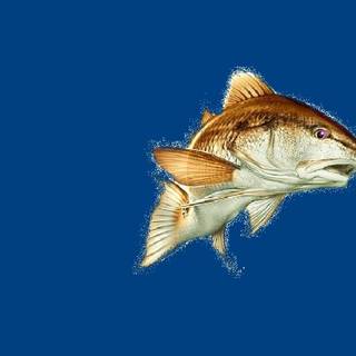 Red drum wallpaper