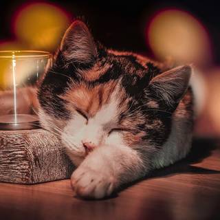 1920x1080 cat wallpaper