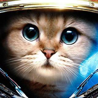 1920x1080 cat wallpaper