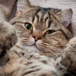 1920x1080 cat wallpaper