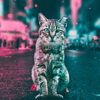 1920x1080 cat wallpaper