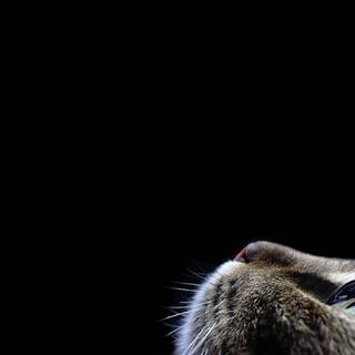 1920x1080 cat wallpaper