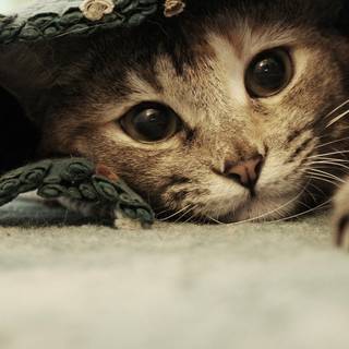 1920x1080 cat wallpaper