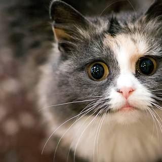 1920x1080 cat wallpaper