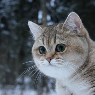 1920x1080 cat wallpaper