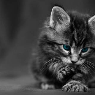 1920x1080 cat wallpaper