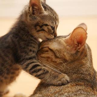 1920x1080 cat wallpaper