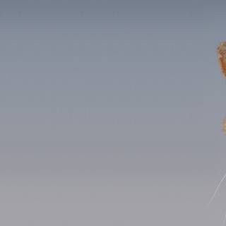 1920x1080 cat wallpaper