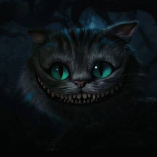 1920x1080 cat wallpaper