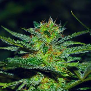 420 iPhone 11 wallpaper