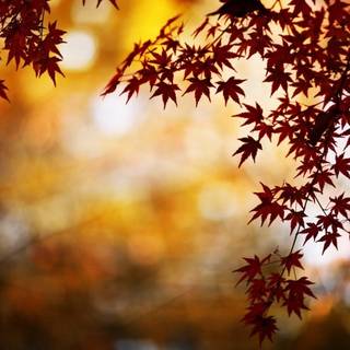 PC nature desktop wallpaper