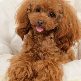 Baby Poodles wallpaper