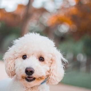 Baby Poodles wallpaper