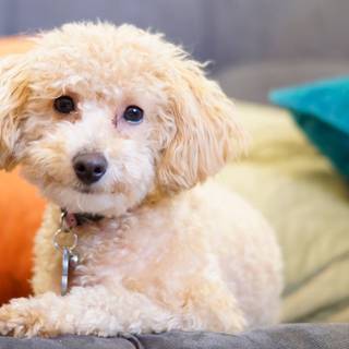 Baby Poodles wallpaper