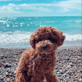 Baby Poodles wallpaper