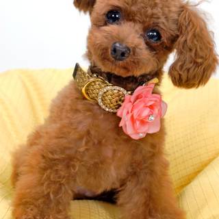 Baby Poodles wallpaper