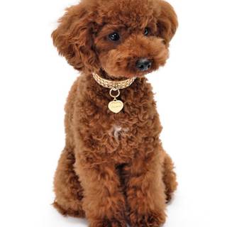 Baby Poodles wallpaper