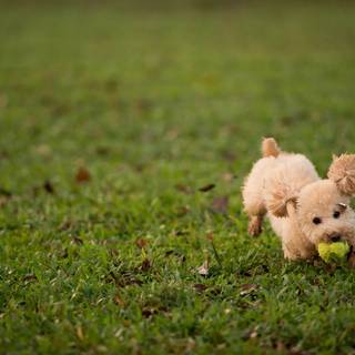Baby Poodles wallpaper