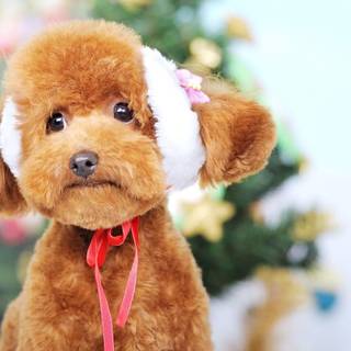 Baby Poodles wallpaper